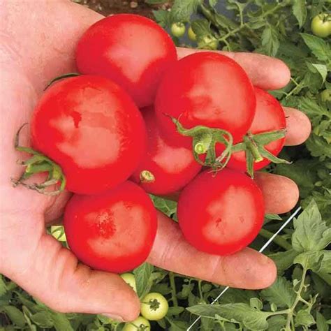 Tomato Mountain Magic: A Farming Miracle